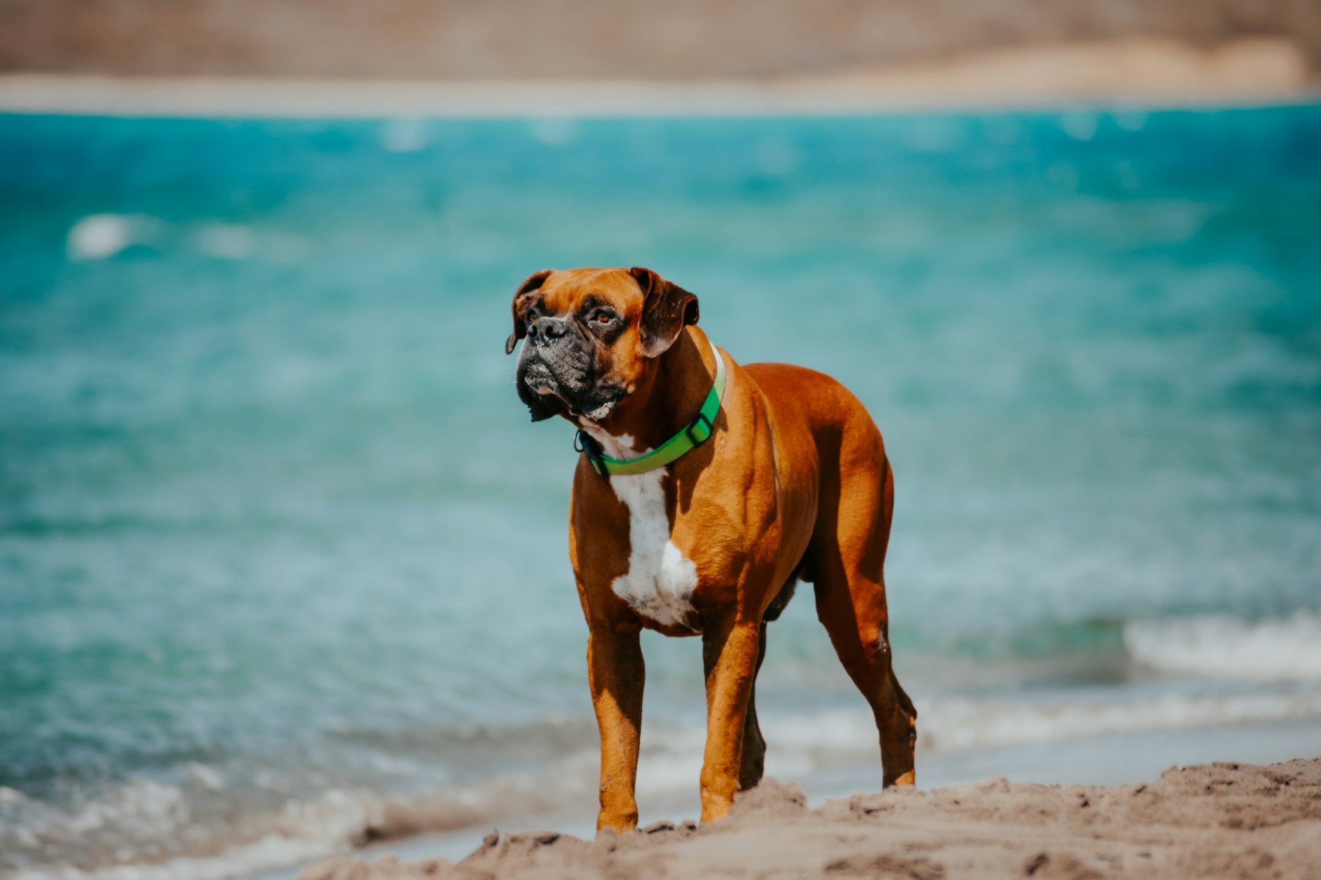 A boxer dog standing alert on a tropical beach beside calm turquoise water