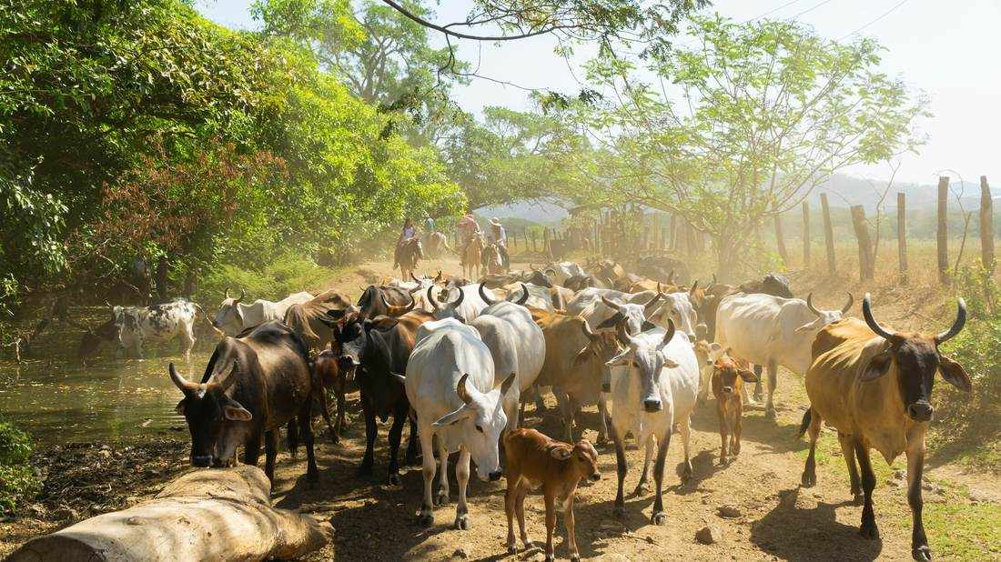 Cattle being herded along a rural road in Sardinal, Guanacaste
